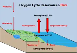 Diagramme du cycle de l'oxygène.