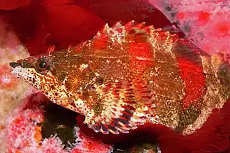 Description de l'image Oxylebius pictus 2.jpg.