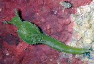 Description de l'image Oxynoe panamensis 2.jpg.