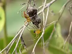 Oxyopes javanus ♂ et ♀