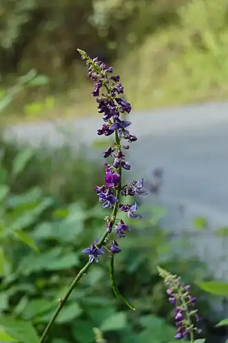 Description de l'image Oxyrhynchus populneus.jpg.