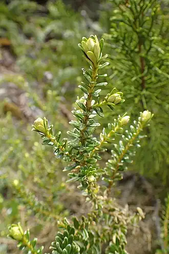 Description de l'image Ozothamnus leptophyllus kz1.jpg.