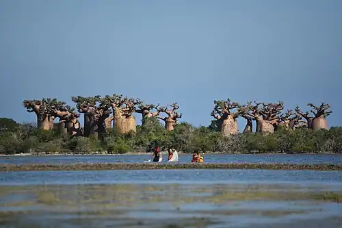 Pêche aux pieds des géants