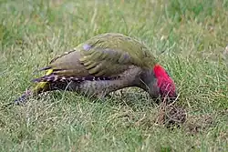 Oiseau posé dans l'herbe, la tête partiellement enfouie dans le sol.