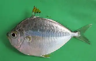 Photopectoralis bindus