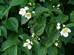 Fleurs à 4 pétales blancs, en coupe.