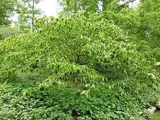 Description de cette image, également commentée ci-après