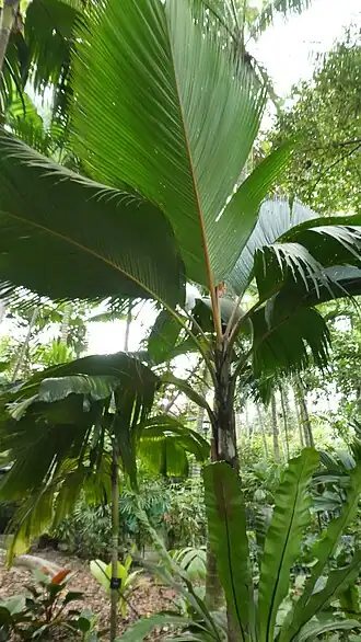 Phoenicophorium borsigianum .