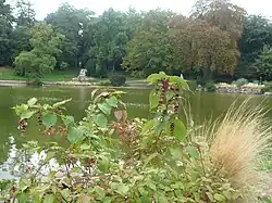 Flore et lac au parc Montsouris.