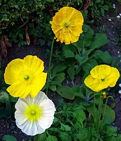 Papaver nudicaule, exemplaires à fleurs blanches et jaunes.