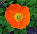 Papaver nudicaule, exemplaire à fleur rouge.