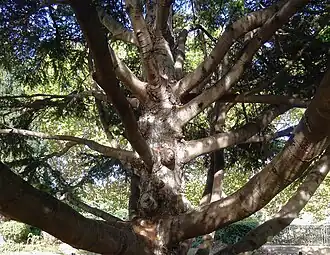 Cedrus libani, très probablement celui planté le 18 octobre 1993 par Jacques Chirac et Rafiq Hariri.