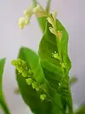 Détail de l'inflorescence et d'une jeune infrutescence de Microtea debilis.