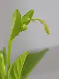 Détail d'une inflorescence de Microtea debilis.