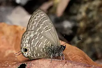 Nacaduba hermus