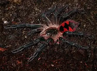 Description de l'image PAMPHOBETEUS NIGRICOLOR.jpg.