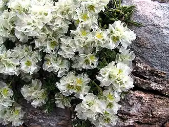 Description de l'image PARONYCHIA KAPELA - BÒFIA - IB-692 (Paroníquia de roca).JPG.