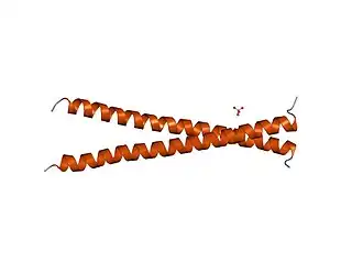 Image illustrative de l’article APC (protéine)