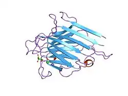 Image illustrative de l’article Lectine de légumineuses