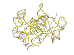 &nbsp;Structure d'un intron autocatalytique de groupe I