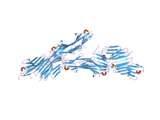 Image illustrative de l’article Téléthonine