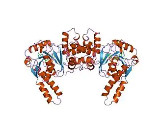Image illustrative de l’article 3-Hydroxyacyl-CoA déshydrogénase