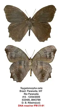 Taygetomorpha celia