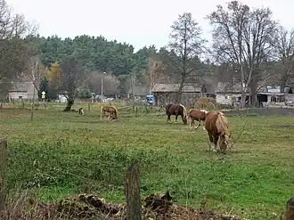 Famułki Królewskie