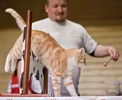 Chat roux sautant par-dessus une petite barrière.
