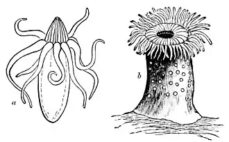 Description de l'image PSM V07 D013 Arachnactis albida.jpg.