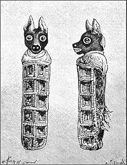 Croquis d'une momie de canidé.