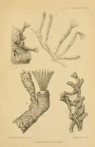 Fredericella sultana (Fredericellidae, en bas).