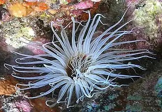 Description de l'image Pachycerianthus dohrni.jpg.