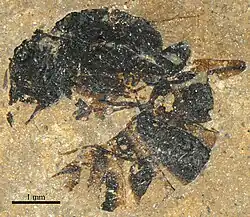 Holotype P. eoenica.