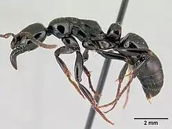 Pachycondyla marginata.