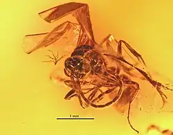 Holotype P. succinea mâle.