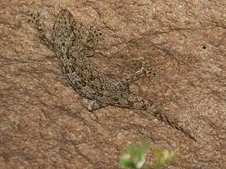 Description de l'image Pachydactylus namaquensis 94965204.jpg.