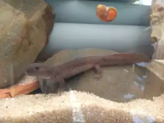 Description de l'image Pachyhynobius schangchengensis.png.