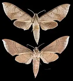 Pachylia darceta