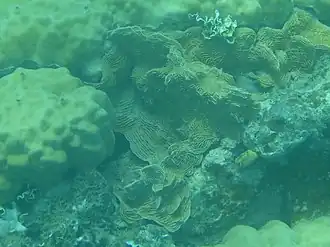 Description de l'image Pachyseris gemmae.jpg.