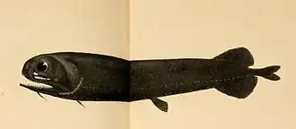 Pachystomias microdon