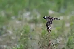 Photographie d'un Pluvier fauve en vol.