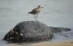 Photographie d'un Pluvier fauve debout sur un rocher en partie immergé, sur une plage.