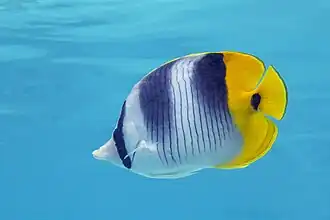 Photo subaquatique d'un poisson. Son corps est rond, il est blanc avec des traces noires. L'arrière et sa nageoire caudale sont jaunes.