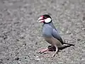 Padda de Java (Padda oryzivora)