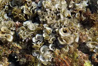 Padina pavonica à Ibiza