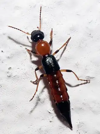 Description de cette image, également commentée ci-après