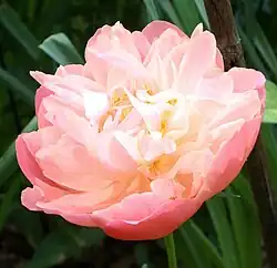 Paeonia lactiflora'Pink Hawaiian Coral'Fleur double.