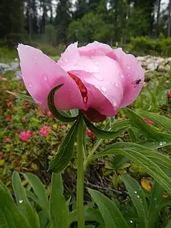Paeonia officinalis Thunb.