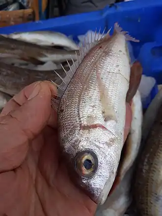 Description de l'image Pagellus bellottii Algerie 1.jpg.